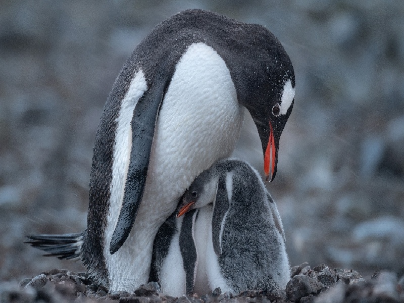 杭州邵逸夫试管冷冻（试管雌激素多少）